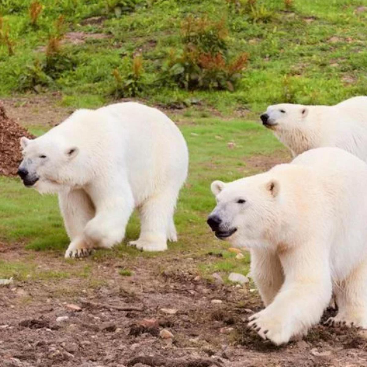 Holiday home Classy 2 Bed Peak District Barn Near Alton Towers, Polar Bears, Chatsworth House