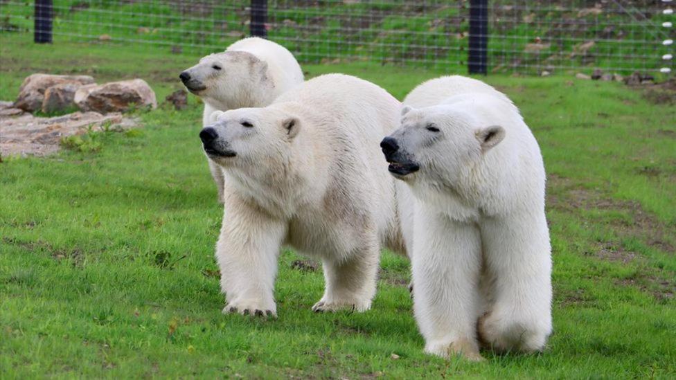 Casa de Férias Classy 2 Bed Peak District Barn Near Alton Towers, Polar Bears, Chatsworth House